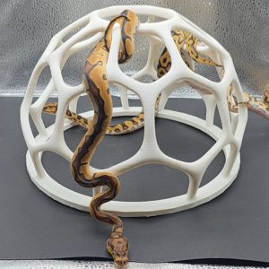 Reptile Jungle Gym