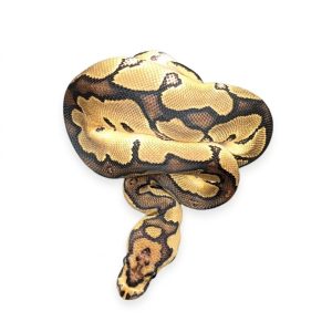 Enchi Spotnose Blade Clown