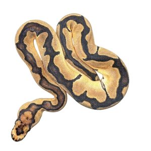Enchi Blade Clown