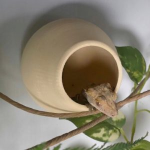 Crested Gecko or small reptile hide